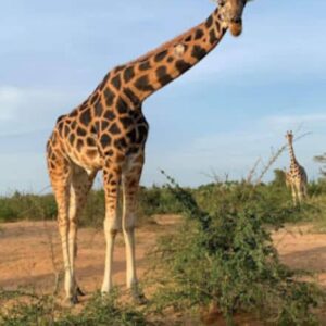 19 DAYS WILDLIFE SAFARI UGANDA