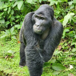 6 DAYS PRIMATES / WILDLIFE SAFARI UGANDA