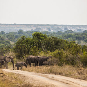 12 DAYS PRIMATES /WILDLIFE SAFARI UGANDA